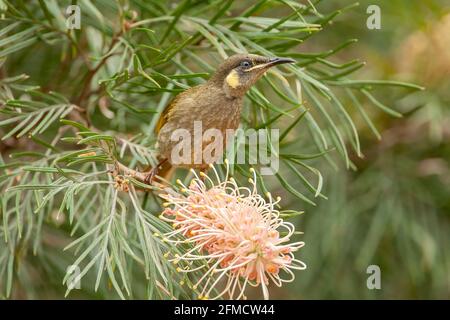 Lewins Honigfresser Meliphaga lewinii, ein Erwachsener, der sich mit Nektar an tropischen Blumen ernährt, Atherton, Queensland, Australien Stockfoto