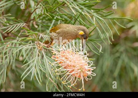 Lewins Honigfresser Meliphaga lewinii, ein Erwachsener, der sich mit Nektar an tropischen Blumen ernährt, Atherton, Queensland, Australien Stockfoto