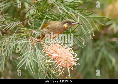 Lewins Honigfresser Meliphaga lewinii, ein Erwachsener, der sich mit Nektar an tropischen Blumen ernährt, Atherton, Queensland, Australien Stockfoto