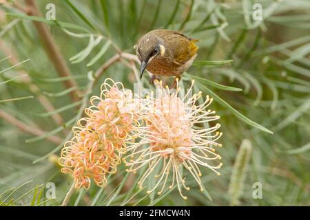 Lewins Honigfresser Meliphaga lewinii, ein Erwachsener, der sich mit Nektar an tropischen Blumen ernährt, Atherton, Queensland, Australien Stockfoto