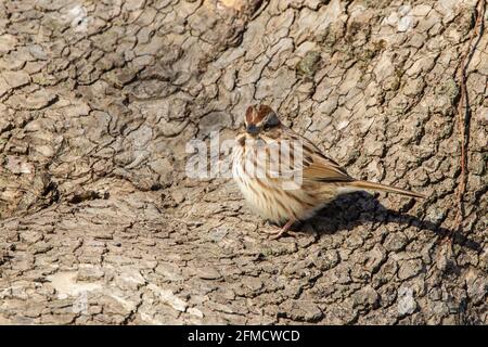 Lincoln's Sperling, Melospiza lincolnii, alleinstehend auf Baumstamm, Washington DC, USA Stockfoto