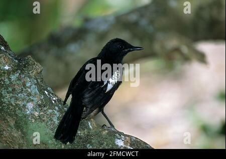 Seychellen Magpie Robin Copsychus sechellarum Cousin Island, Seychellen BI006069 Stockfoto