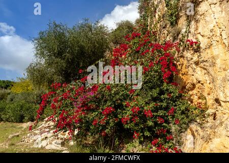 Blühende Bougainvilleas wachsen auf einer Kalksteinklippe in Scopello, Sizilien, Italien. Stockfoto