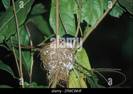 Seychelles Black Paradise Flycatcher - Weibchen auf Nest Terpsiphone Corvine La Digue Island, Seychellen BI006072 Stockfoto