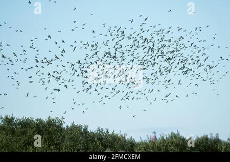 Baumschwalbe - große Herde auf Migration Tachycineta bicolor Chincoteague NWR Virginia, USA BI006132 Stockfoto