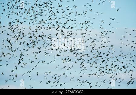 Baumschwalbe - große Herde auf Migration Tachycineta bicolor Chincoteague NWR Virginia, USA BI015145 Stockfoto