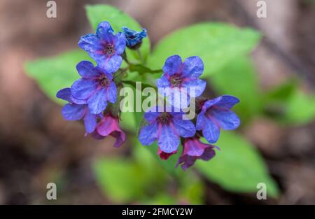 Frühlingshafte blaue Blüten von Suffolk Lungkraut oder Pulmonaria obscura. Heilpflanzen-Lungenkraut im Frühlingswald. Geringe Schärfentiefe. Stockfoto
