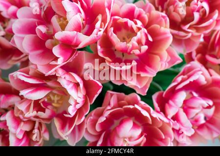 Bouquet von sanft rosa Tulpen aus nächster Nähe. Stockfoto