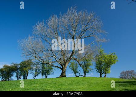 Eine weiße Esche im Frühjahr, Chipping, Preston, Lancashire, Großbritannien. Stockfoto