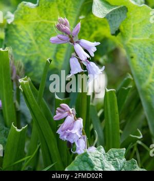 Ein spanischer Bluebell, Chipping, Preston, Lancashire, Großbritannien Stockfoto