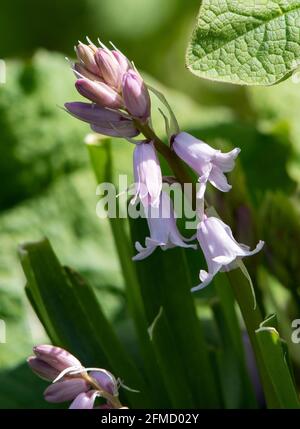 Ein spanischer Bluebell, Chipping, Preston, Lancashire, Großbritannien Stockfoto