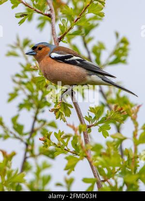 Ein männlicher Chaffinch, Chipping, Preston, Lancashire, Großbritannien Stockfoto