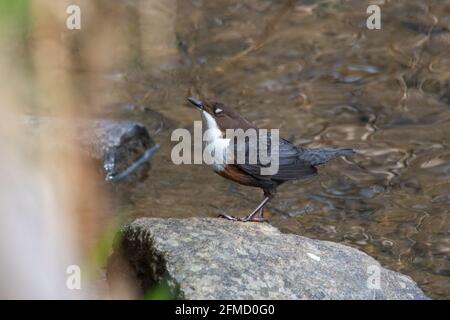 Dipper (Cinclus cinclus), River Don, Inverurie, Aberdeenshire, Schottland, VEREINIGTES KÖNIGREICH Stockfoto