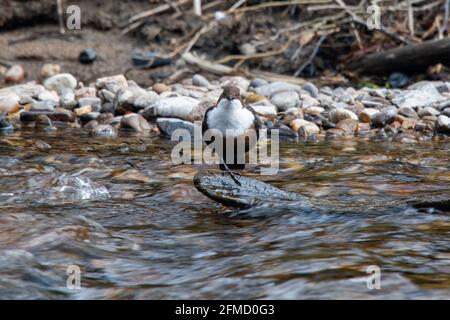 Dipper (Cinclus cinclus), River Don, Inverurie, Aberdeenshire, Schottland, VEREINIGTES KÖNIGREICH Stockfoto