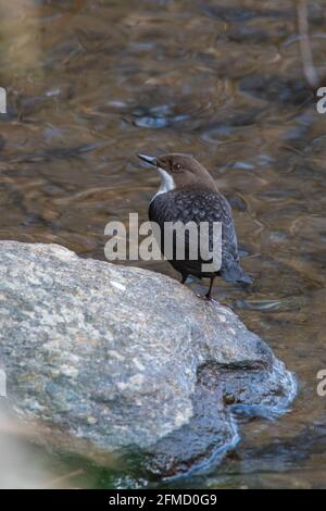 Dipper (Cinclus cinclus), River Don, Inverurie, Aberdeenshire, Schottland, VEREINIGTES KÖNIGREICH Stockfoto