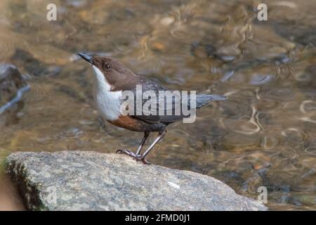 Dipper (Cinclus cinclus), River Don, Inverurie, Aberdeenshire, Schottland, VEREINIGTES KÖNIGREICH Stockfoto