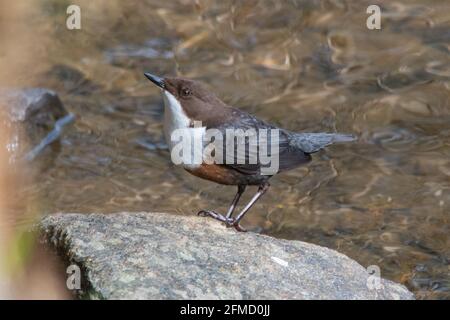 Dipper (Cinclus cinclus), River Don, Inverurie, Aberdeenshire, Schottland, VEREINIGTES KÖNIGREICH Stockfoto