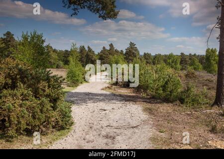 Blackheath Common, Surrey, England Stockfoto