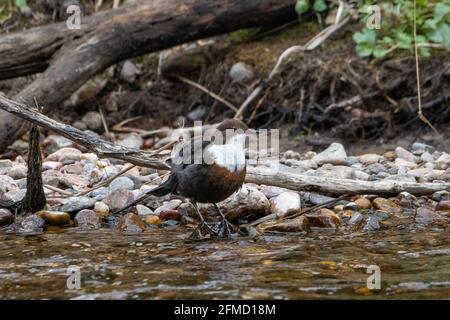 Dipper (Cinclus cinclus), River Don, Inverurie, Aberdeenshire, Schottland, VEREINIGTES KÖNIGREICH Stockfoto