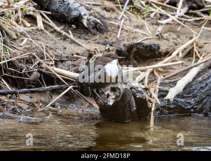 Dipper (Cinclus cinclus), River Don, Inverurie, Aberdeenshire, Schottland, VEREINIGTES KÖNIGREICH Stockfoto