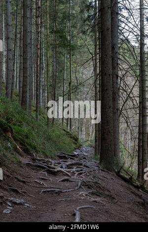 Ein Weg voller Wurzeln im Canyon of the Tros-Maret (Englisch Tros-Maret) Ist ein attraktiver Teil in den belgischen Ardennen, die ist Ideal für den Freizeitbereich Stockfoto