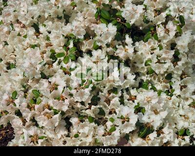 Großer, weiß blühender Rhododendronbaum Stockfoto