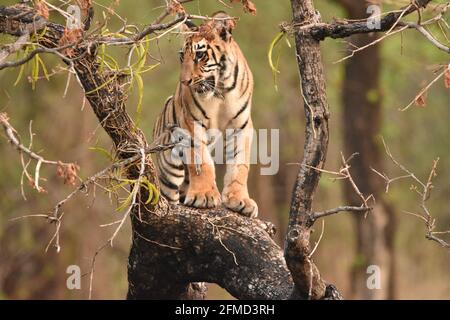 Tiger on Tree - Dies ist selten Sichtung von Tiger klettert auf Baum. Er beobachtet sein Königreich von oben. Tiger lieben Wasser als Bäume, aber Jungen versuchen es. Stockfoto