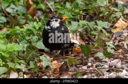 Eine Amsel mit weißen Federn, die ihn von der Menge in einem Garten abhebt, Preston, Lancashire. Die männliche Amsel hat Leucismus, ein genetisches Gewürz Stockfoto