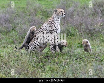 Mutter Gepard und ihre Jungen im hohen Gras der Savanne Tansania Ostafrika Stockfoto