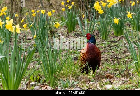 Ein Fasan unter den Narzissen in der Nähe von Preston, Lancashire. Stockfoto