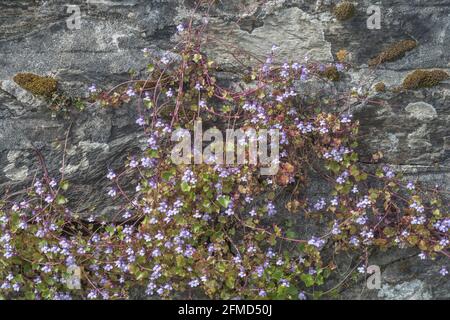 Blhender Efeu-blttriger Toadflachs / Cymbalaria muralis, der in einer  Steinwand wchst. Einmal als Heilpflanze fr pflanzliche Heilmittel  verwendet Stockfotografie - Alamy
