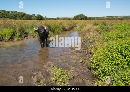 Asiatischer Wasserbüffel, Teifi-Sümpfe, Welsh Wildlife Centre, Cilgerran, Pembrokeshire, Wales, Großbritannien Stockfoto