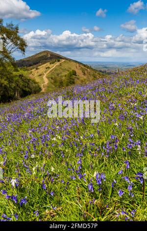 Bluebells wachsen auf Jubilee Hill in den Malverns mit dem Worcestershire Beacon im Hintergrund, Worcestershire, England Stockfoto