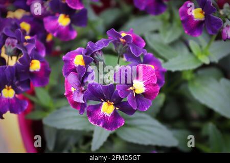 Nahaufnahme einer purpurnen Nemesia-Pflanze in einem Topf Stockfoto