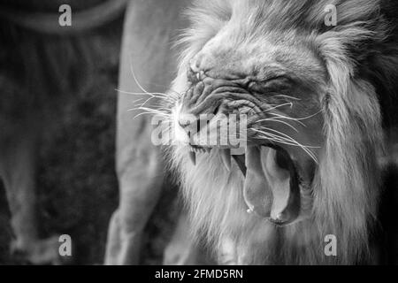 Nahaufnahme eines männlichen afrikanischen Löwen (Panthera leo) im Zoo Atlanta in Atlanta, Georgia. (USA) Stockfoto