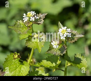 Blüten von Knoblauch Senf Alliaria petiolata in einem Somerset Heckenboden UK Stockfoto