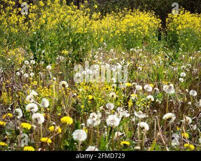 „Rewilded“-Wiese in einem ehemaligen Ackerfeld in Somerset UK Mit einer Vielzahl von Wildblumen und reseedierte Brassicas, die Bienen anziehen Und Insekten Stockfoto