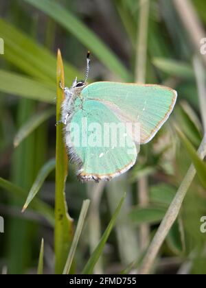 Grüner Hairstreak-Schmetterling Callophrys rubi Weibchen auf Gras bei Rodborough Häufig über Stroud in Gloucestershire UK Stockfoto