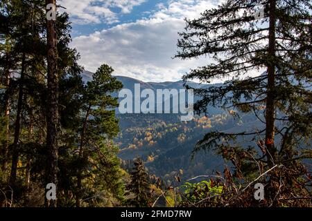 Eine Panoramaaufnahme von faszinierenden Bäumen in Artvin, Türkei. Stockfoto