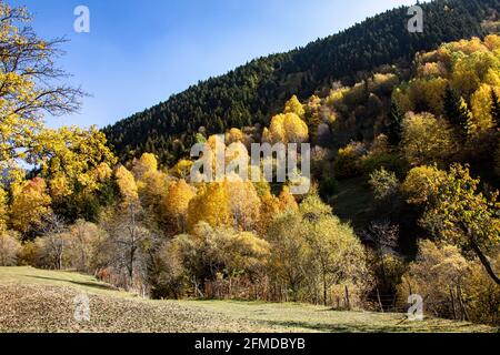 Eine Panoramaaufnahme von faszinierenden Bäumen in Artvin, Türkei. Stockfoto