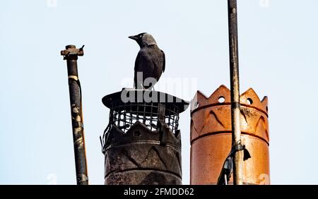 Eine Dohle auf einem Schornstein, Chipping, Preston, Lancashire, Großbritannien Stockfoto