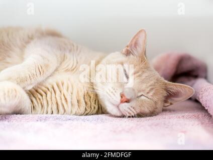 Eine faule tabby Kurzhaarkatze schläft auf einer Decke Stockfoto