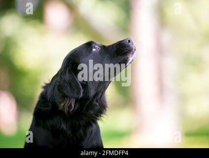 Ein schwarzer Flat-Coated Retriever Mischlingshund, der aufschaut Der Besitzer ist aus dem Rahmen Stockfoto
