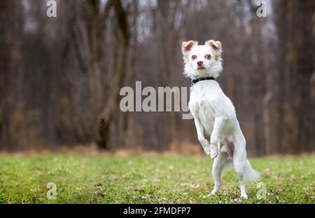 Ein Chihuahua Mischlingshund, der auf seiner Hinterhand aufsteht Beine und Betteln Stockfoto