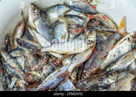 Ich habe gerade kleine Karauschen in einem Eimer gefangen. Frischer Fisch. Angeln. Stockfoto