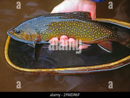 Eine Bachforelle, die von einem Angler in einem Netz gefangen wurde Stockfoto