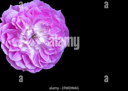 Die magentafarbene Rose auf schwarzem Hintergrund Stockfoto