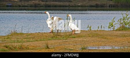 Eine weiße Gans flattert ihre Flügel. Ein anderer steht dahinter. Stockfoto