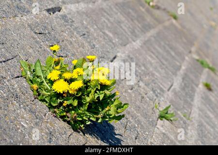 Dandelion (taraxacum officinale), Nahaufnahme einer Gruppe von Blumen, die aus einer schrägen Betonwand wachsen, die Teil der lokalen Meeresverteidigung ist. Stockfoto