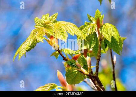 Platane (acer pseudoplatanus), Nahaufnahme der neuen Blätter, die im Frühjahr gegen einen blauen Himmel auf dem Baum erscheinen. Stockfoto